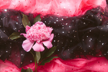 Pink peony flower on black and red background with glittering, abstract card of blooming with copy space