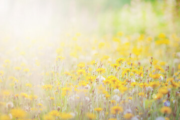 field of yellow dandelion