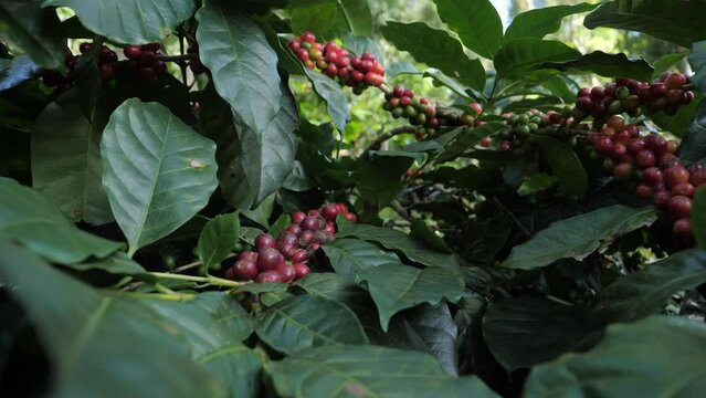 red, fresh, tree, ripe, food, farm, background, arabica, garden, tropical, raw, growth, branch, agriculture, aroma, aromatic, bean, breakfast, cafe, caffeine, central america, cofee, cofee beans, coff