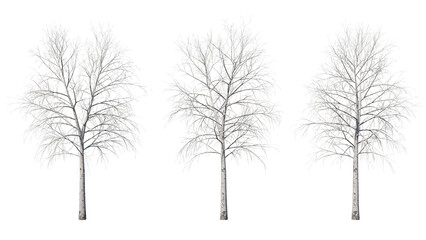 Daytime landscape tree element for 3d Architectural visualization, tree isolated on transparent background, 3d rendering illustration, PNG format