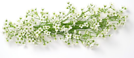 The Gypsophila Little White Flower plant is positioned in a top view, isolated on a white background.