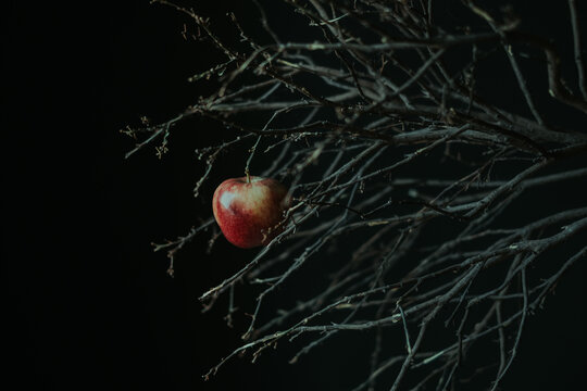 Ripe apple hanging on a dry chute
