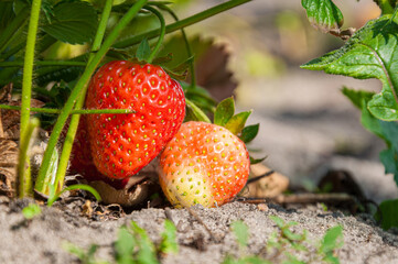 Fresh strawberries growing in the field