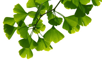 Ginkgo biloba green leaves on a tree. Ginkgo Biloba Tree Leaves on light sky.