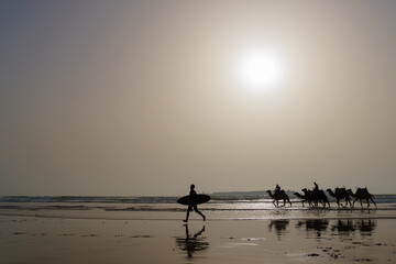 Silhouettes of surfer, camel caravan, beach of Essaouira