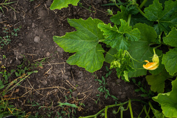 Pumpkin flower blooms grown in the field. Yellow orange flower of a green pumpkin. Squash, zucchini. plant, agriculture.