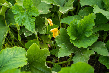 Yellow flower of pumpkin growing on a organic field. Natural pollination of pumpkin on the field....