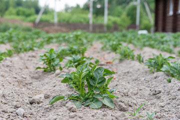 Green potato shoot on a bed in a dry gray ground close-up
