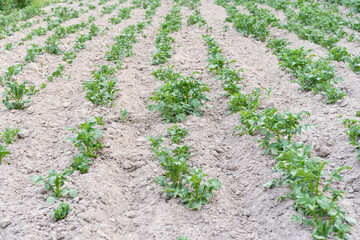 A bed with young potato shoots in furrows under the sunlight