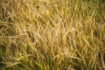 Golden ears of ripe barley . Harvest of ripe barley, wheat against. Field of barley. Agriculture background.