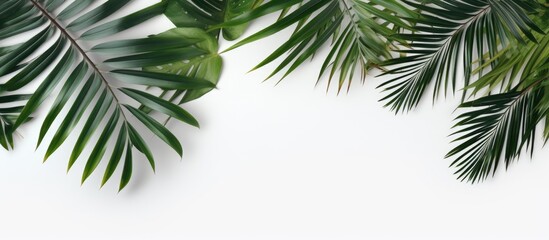 Naklejka na ściany i meble Tropical palm leaves placed on a white background, representing the summer concept. is taken from a top-down perspective, showcasing a flat lay arrangement with empty space for text.