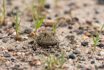 Great Plains Toad in Rocky Mountain National Arsenal Wildlife Refuge Conservation