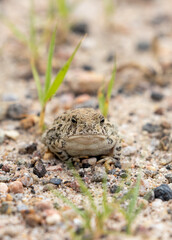 Great Plains Toad in Colorado