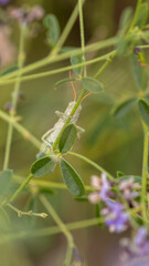 Grasshopper on a Plant in Colorado, Rocky Mountain Arsenal National Wildlife Refuge