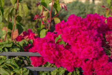 pink flowers in a garden