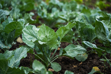 Fresh young cabbage from farm field. Growing organic vegetables. Eco-friendly products. Agriculture and farming. Plantation cultivation. Selective focus.
