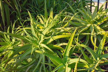 aloe vera plant