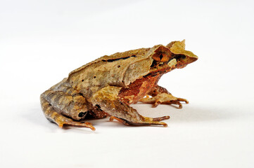 Asian horned frog // Java Zipfelfrosch (Megophrys montana)
