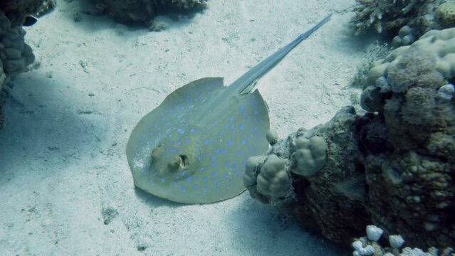 Coral reef and beautiful fish. Underwater life in the ocean.