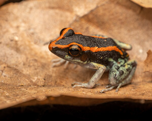 Gaige's rain frog (Pristimantis gaigei), Wildlife photography, Costa Rica