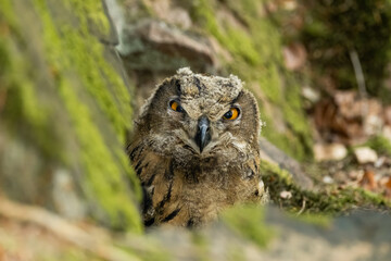 Eurasian eagle-owl (Bubo bubo), Czech Republic, Wildlife photography