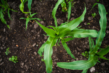 Young corn seedling in the agricultural plantation. Young green cereal maize plant growing in the cornfield.