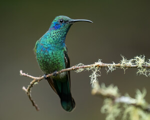 The lesser violetear (Colibri cyanotus), San Gerardo De Dota, Costa Rica. Wildlife photography.