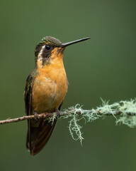 Purple-throated mountaingem (Lampornis calolaemus), National Park Monteverde, Costa Rica. Wildlife photography.