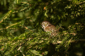 Fototapeta na wymiar Eurasian pygmy owl (Glaucidium passerinum), wildlife photography, Czech Republic