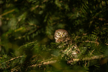 Eurasian pygmy owl (Glaucidium passerinum), wildlife photography, Czech Republic