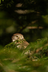 Eurasian pygmy owl (Glaucidium passerinum), wildlife photography, Czech Republic