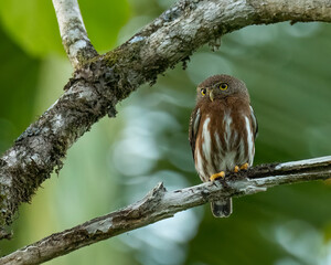 Central American pygmy owl (Glaucidium griseiceps), Boca Tapada, Costa Rica. Wildlife photography.