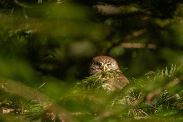 Eurasian pygmy owl (Glaucidium passerinum), wildlife photography, Czech Republic