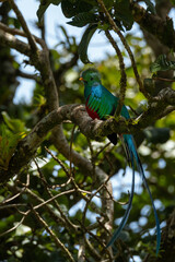 Resplendent quetzal (Pharomachrus mocinno), wildlife photography, Costa Rica