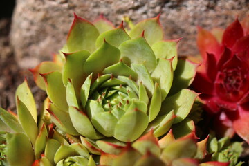 rojnik UFO Sempervivum