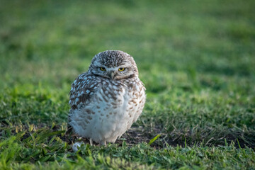 Primer plano de las lechuzas en el descampado. Athene cunicularia