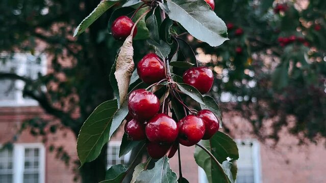 cherries on a tree,cherries, berries, red, christmas, tree, berry, decoration, holly, holiday, branch, xmas, leaf, nature, winter, plant, fruit, ball, ornament, season, celebration, autumn, fir, garde