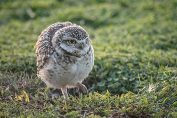Primer plano de las lechuzas en el descampado. Athene cunicularia