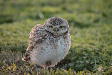 Primer plano de las lechuzas en el descampado. Athene cunicularia
