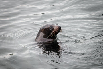 Seal swimming with head above water