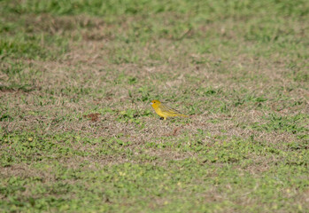 hermoso jilguero amarillo en el césped del jardín. Sicalis flaveola