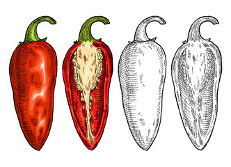 Whole and half red pepper jalapeno. Vintage engraving vector color illustration.