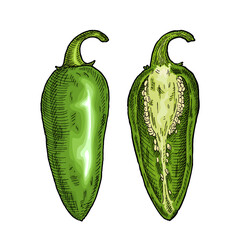 Whole and half green pepper jalapeno. Vintage engraving vector color illustration.