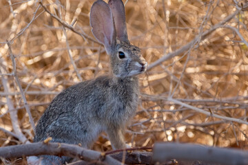 Desert cottontail rabbit