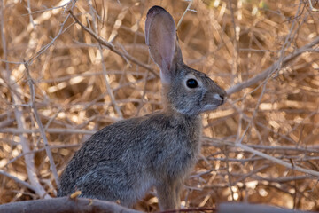 Desert cottontail rabbit