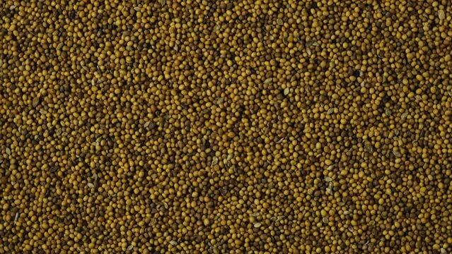 White mustard seeds, close-up. 4K Video, Rotating. Mustard seeds are an excellent site rate for enriching soil with organic matter. They have fungicidal and bactericidal properties.