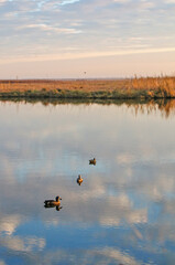Early Morning in the Marsh