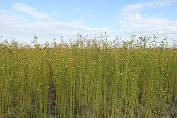 a group flax plants with seeds and a blue sky in the fields in summer