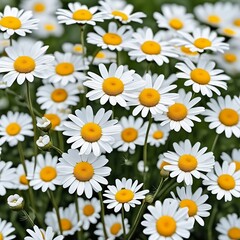 Obraz premium daisies in the garden. ai generated images
