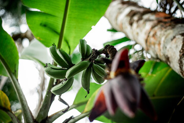 Natureza em Cacho: Produção de Bananas Verdes para Mercados Globais